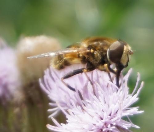 Eristalis nemorum